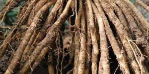 Organic Shatavari Roots
