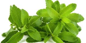 Organic Stevia Leaves