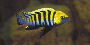 Cynotilapia Afra Cobue Aquarium Fish