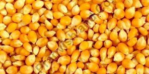 Maize Cattle Feed