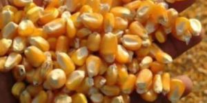 Yellow Maize