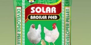 Layer Chicken Feed