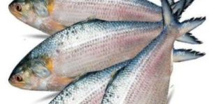 Fresh Hilsa Fish