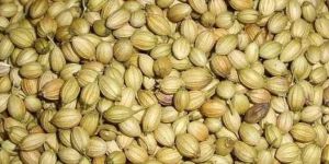 Coriander Seeds