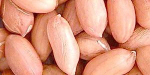 Peanut Kernels