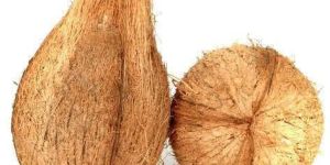 Pollachi Coconut