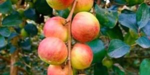 Apple Ber Plant(Red)