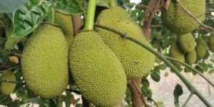 Vietnam Early Jackfruit Plant