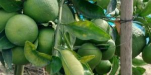 Sweet Malta Lemon Plant