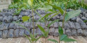 African Mahogany Plant