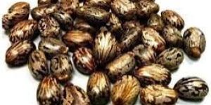 Brown High Moisture Castor Seeds