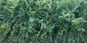 Red Diamond Guava Plant