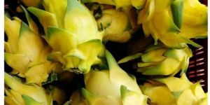 Yellow Dragon Fruit Plant