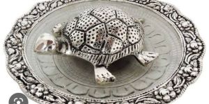 Tortoise on Glass Plate