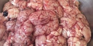 Mutton Brain