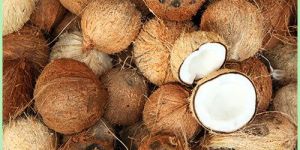 Coconut