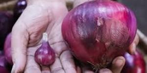Big / Small Onion