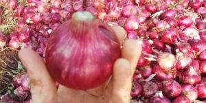 Fresh Red Onion