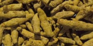 Finger Turmeric