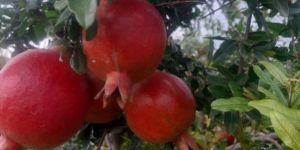 Pomegranate
