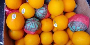 Valancia Orange Fruit