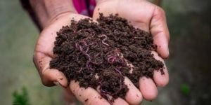 Vermicompost