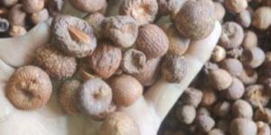 B1 Betel Nut