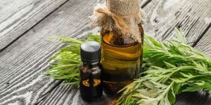 Armoise Essential Oil