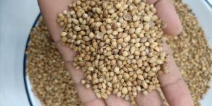 Coriander Seeds