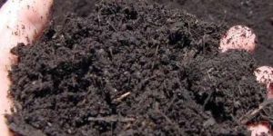 Organic Manure Fertilizer