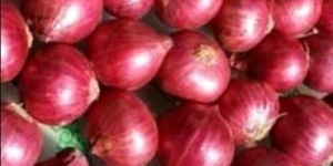 Pink Onion