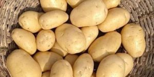 Pukhraj Potato