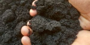 Biochar for Agriculture