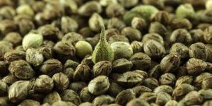 Hemp Seed