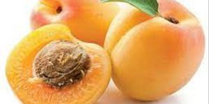 Fresh Apricot