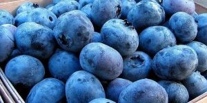 Fresh Blueberry
