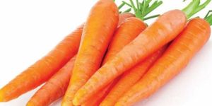 Fresh Carrot