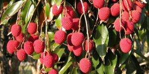 Fresh Lychee