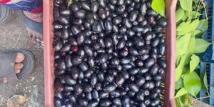 JAMUN