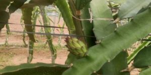 Dragon Fruit Pink Pulp