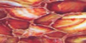 Carnelian Semi Precious Stone