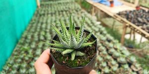 Haworthia Zebra Plant