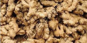 dried-ginger