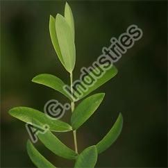 Tea Tree Essential Oil