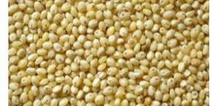 Proso Millet