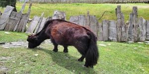 Gurez Valley Tour Package