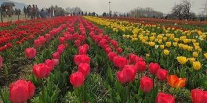 Tulip Garden Festival