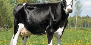 Crossbred Cow