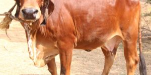 Gir Cow