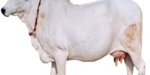 Haryana Cow